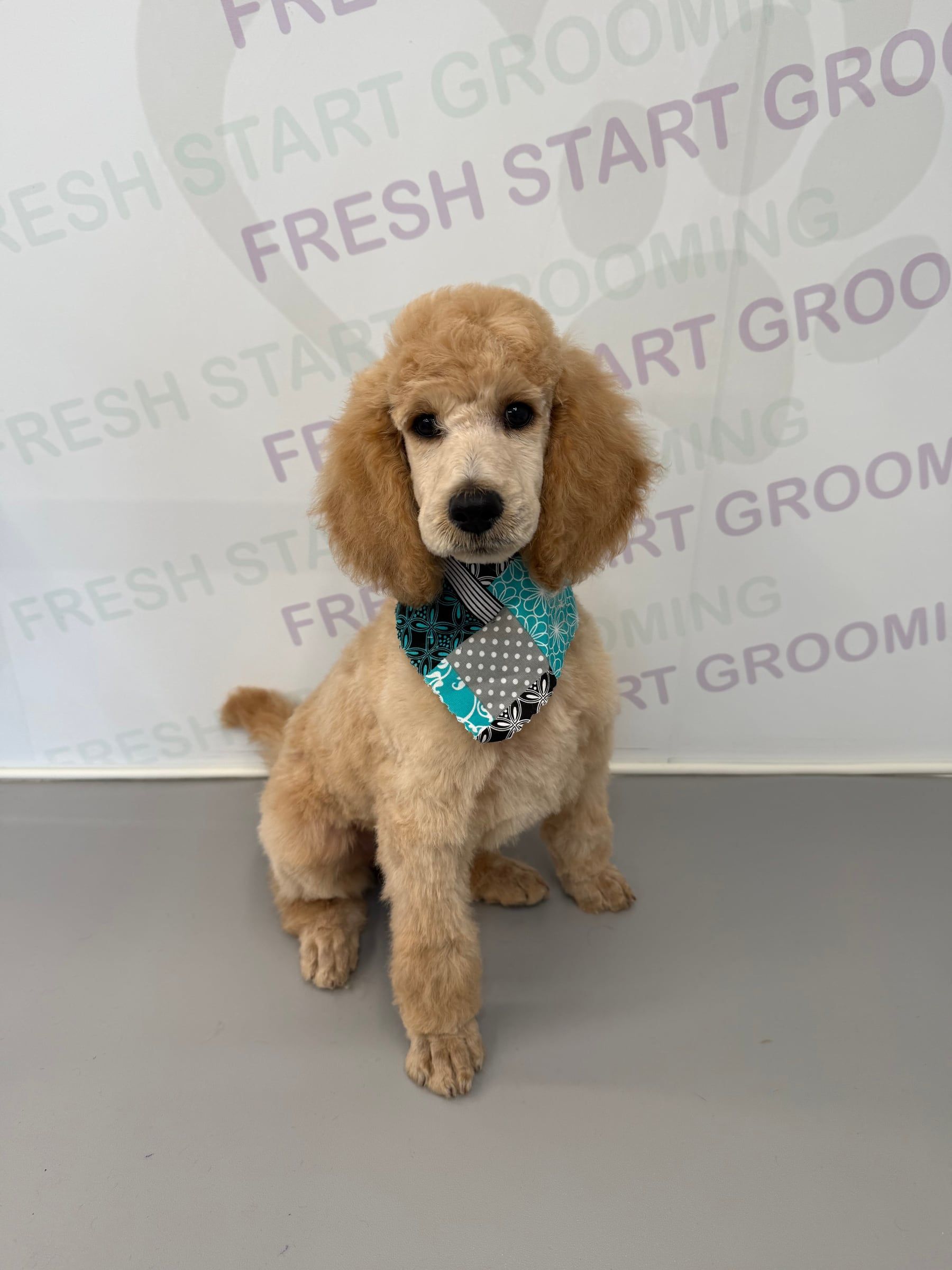 Apricot poodle puppy sitting pretty in a teal floral bandana after a puppy trim