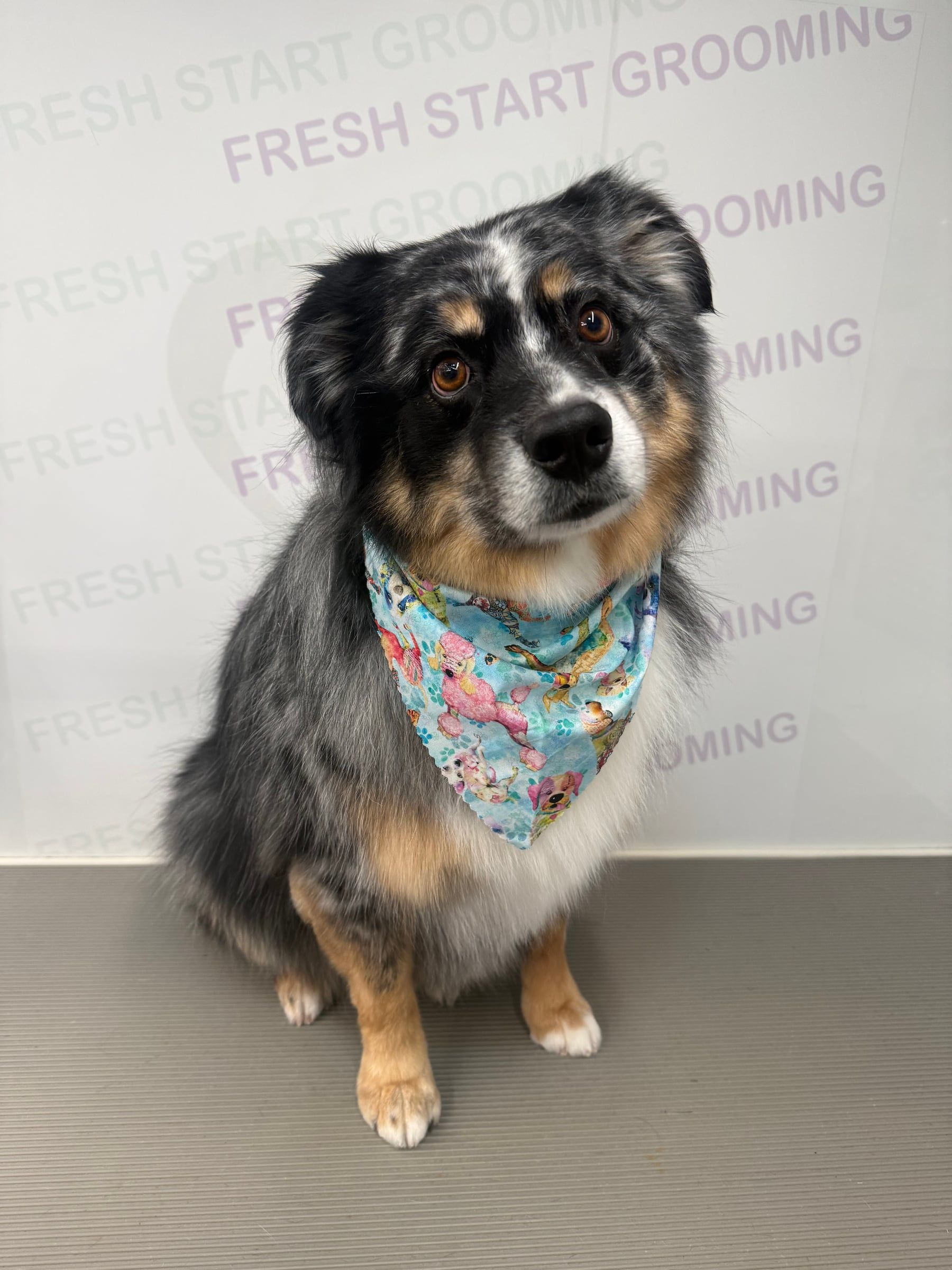 Freshly groomed Australian shepherd mix in a blue mermaid-print bandana