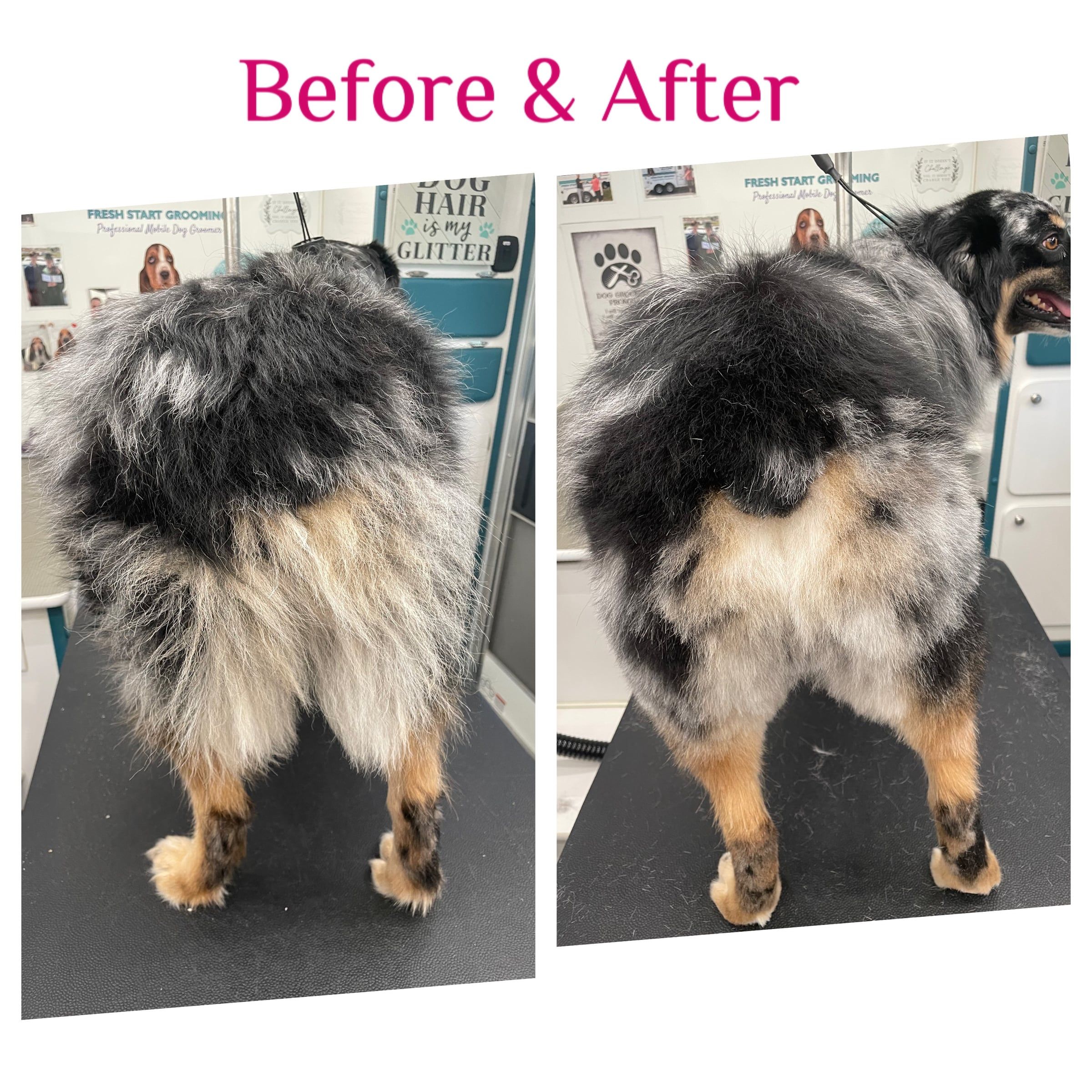 Before and after: an Australian shepherd's shaggy rear feathering evened into a tidy outline