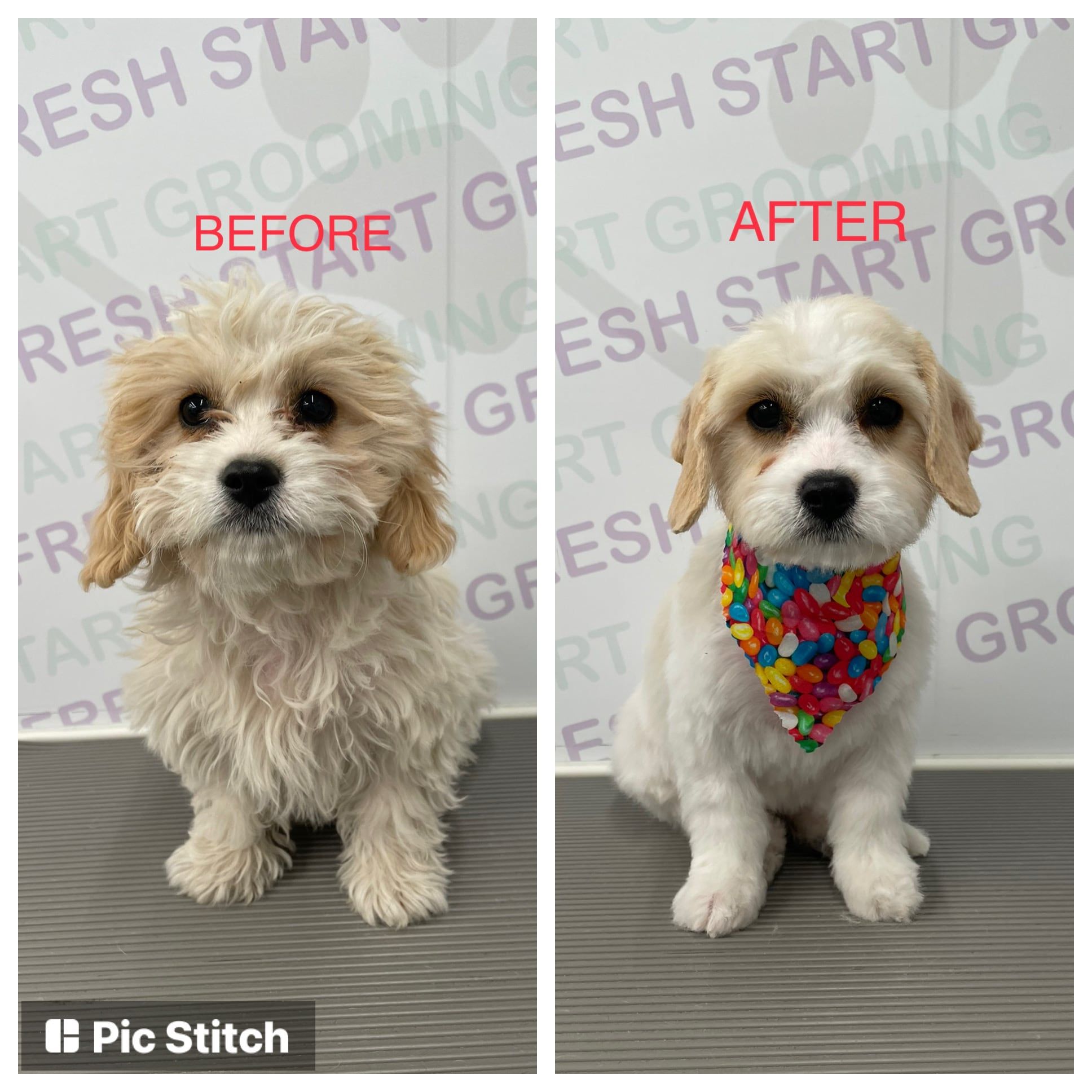 Before and after: a cream puppy's first full groom, finished with a candy-print bandana