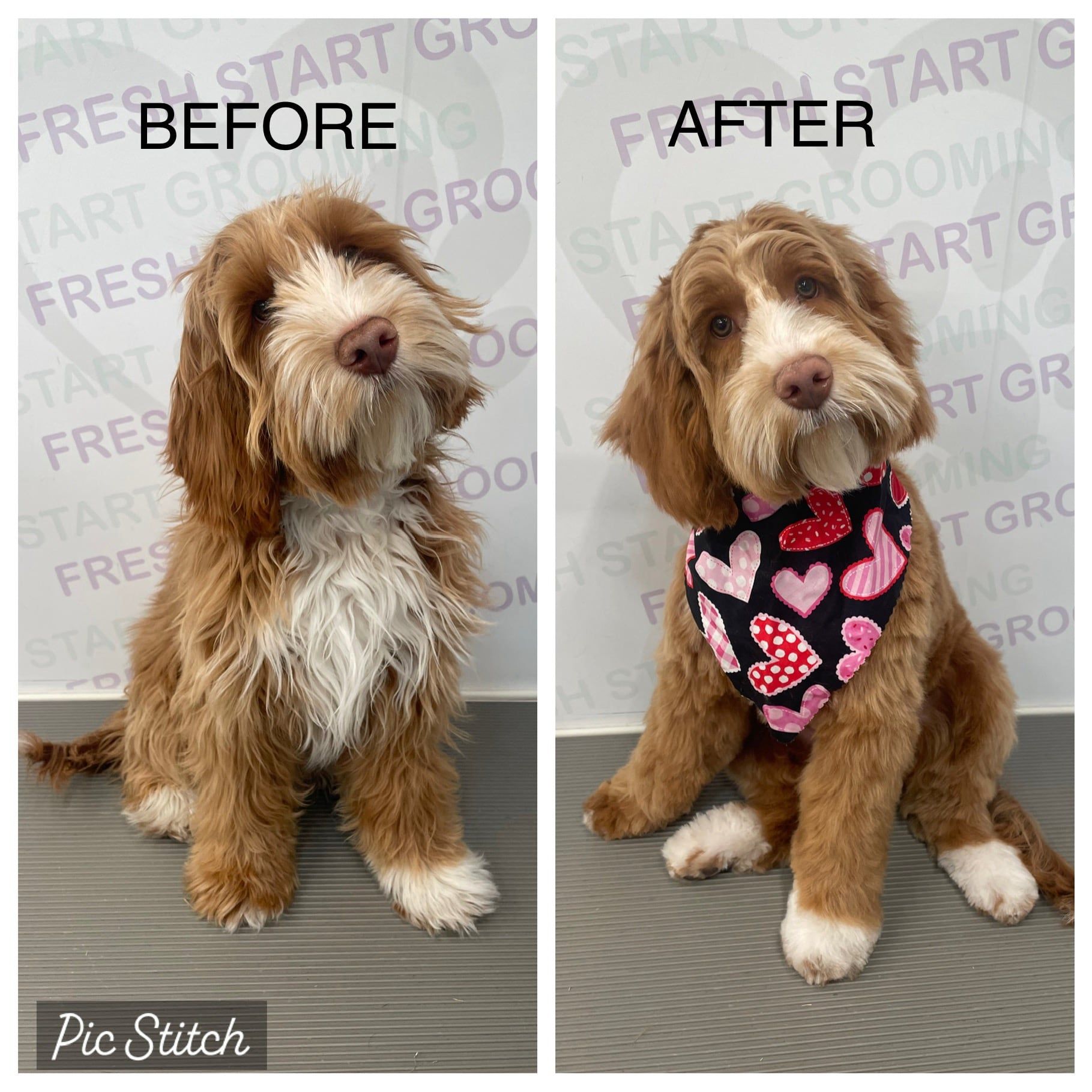 Before and after: a shaggy cavapoo tidied up with a red heart-print bandana
