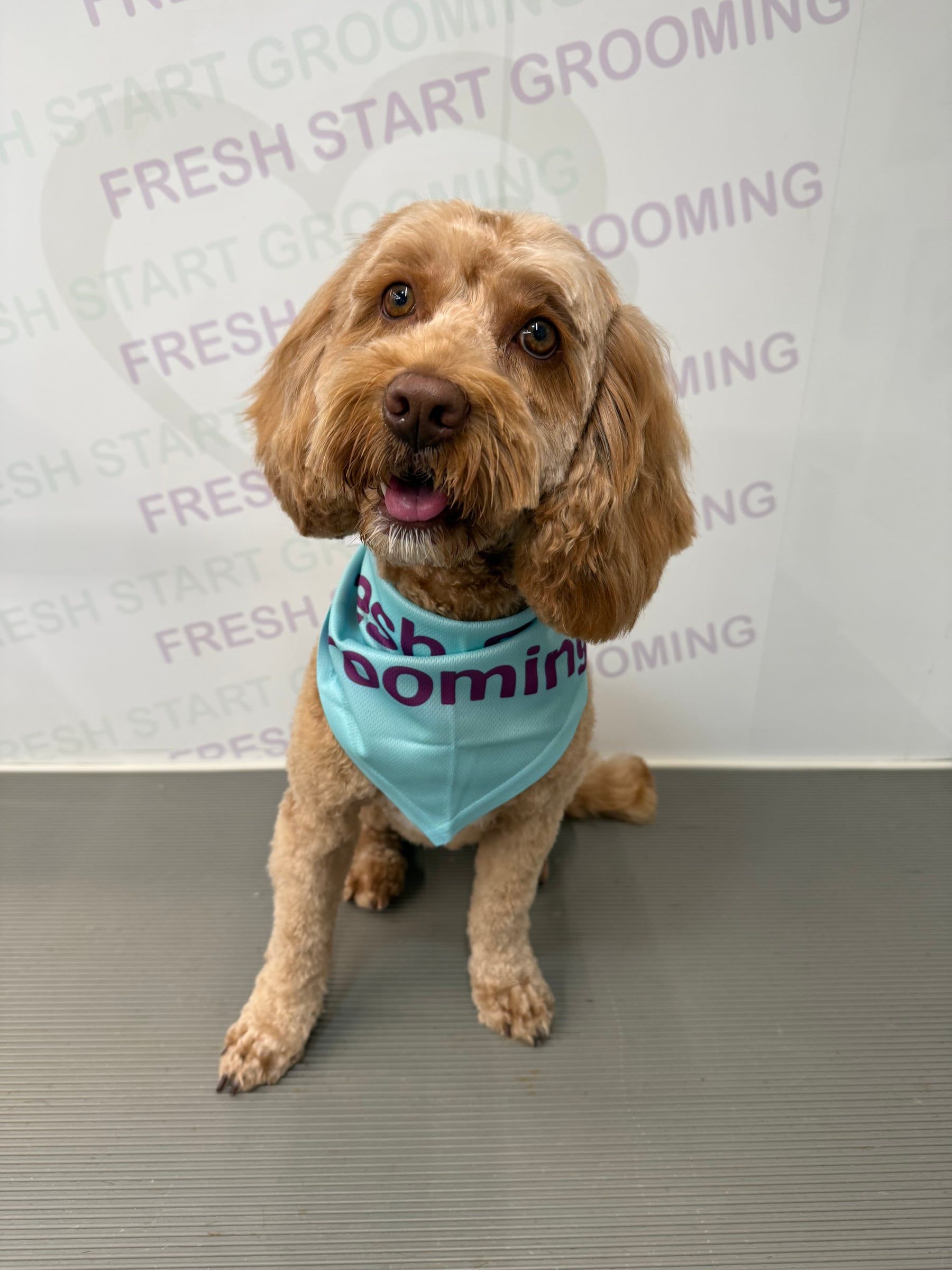 Happy apricot cockapoo wearing a teal Fresh Start Grooming bandana after a groom