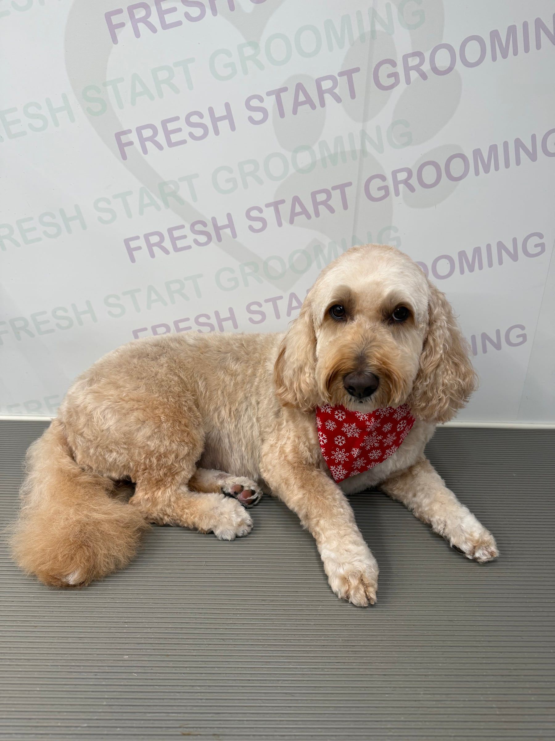 Cream doodle relaxing in a red snowflake bandana after a groom