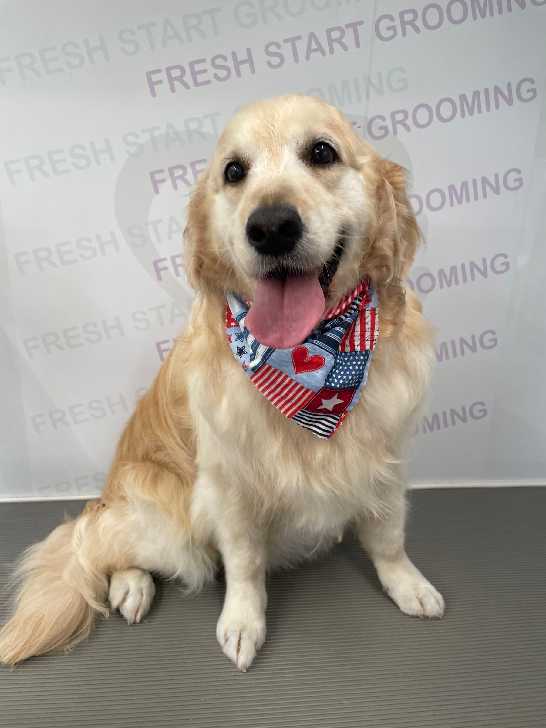 Golden retriever grinning in a patriotic bandana after a bath and brush-out