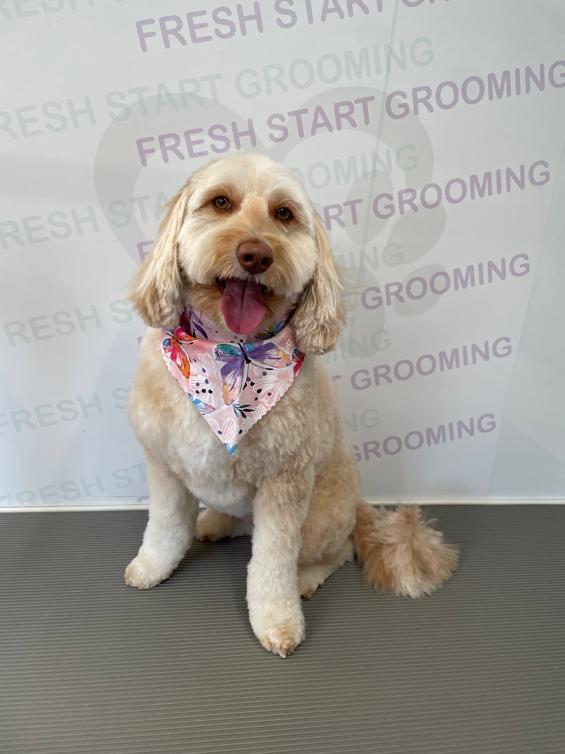Goldendoodle with a pink butterfly bandana, tongue out and happy after grooming