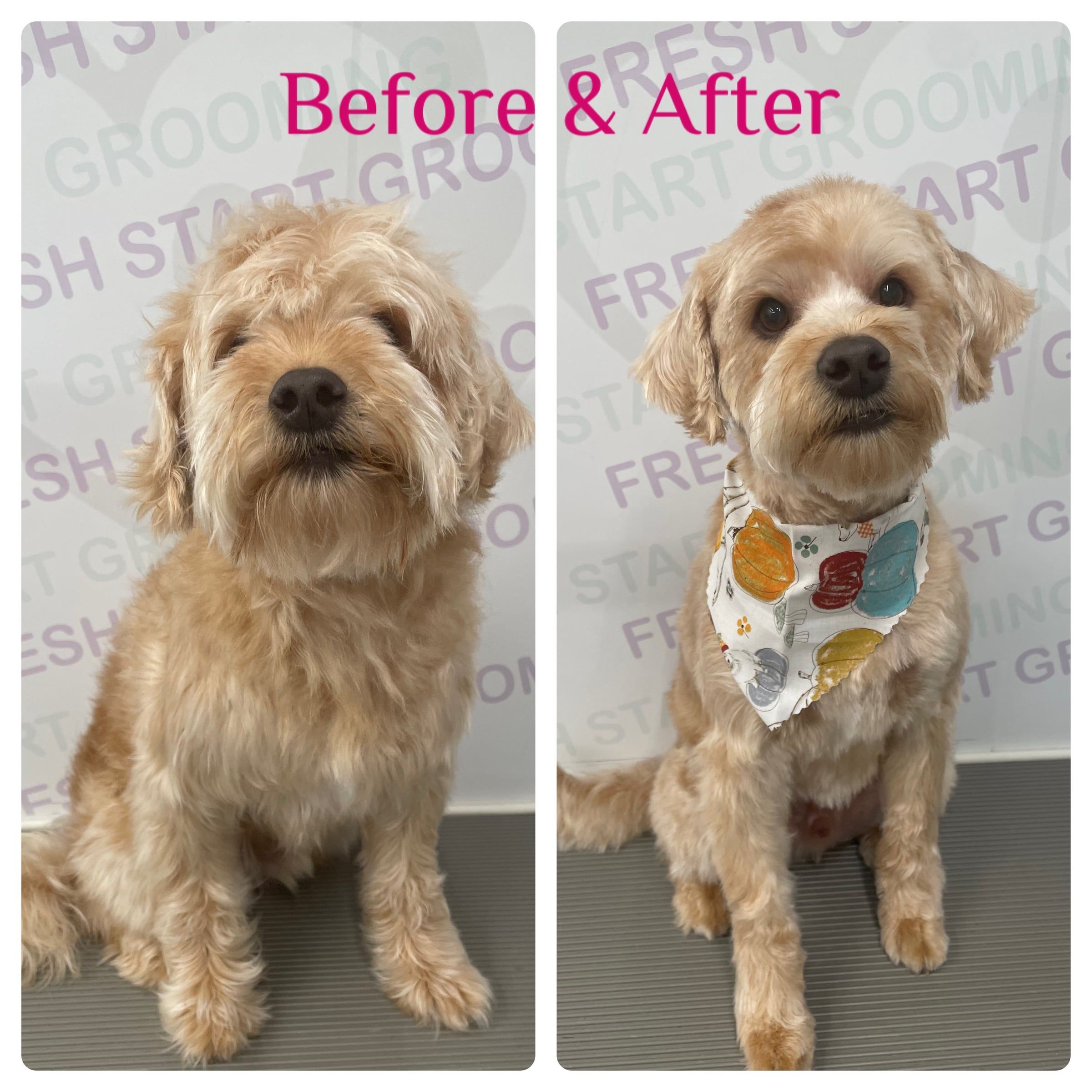 Before and after: a golden doodle detangled into a fluffy trim with a pumpkin bandana