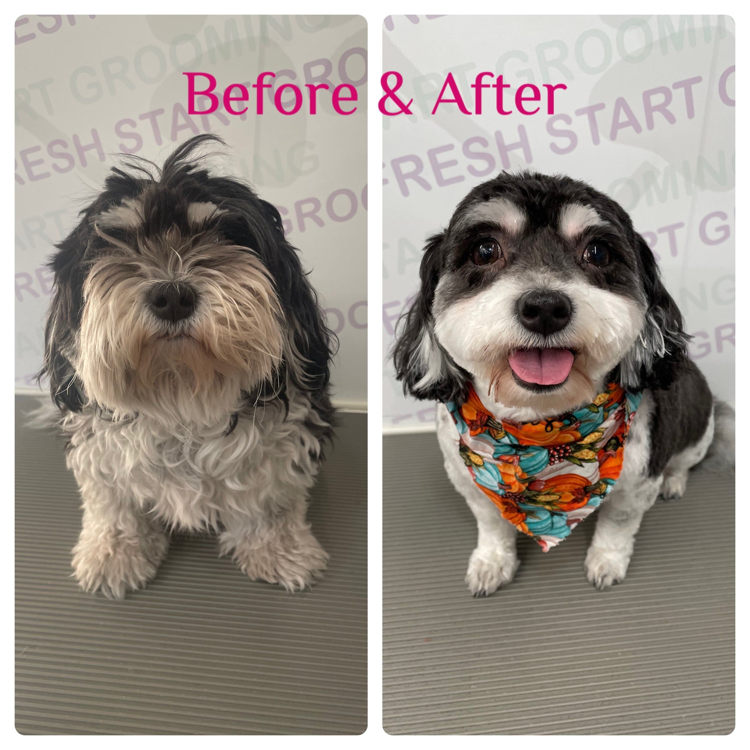 Before and after: a fluffy black and tan dog all smiles in a pumpkin-print bandana