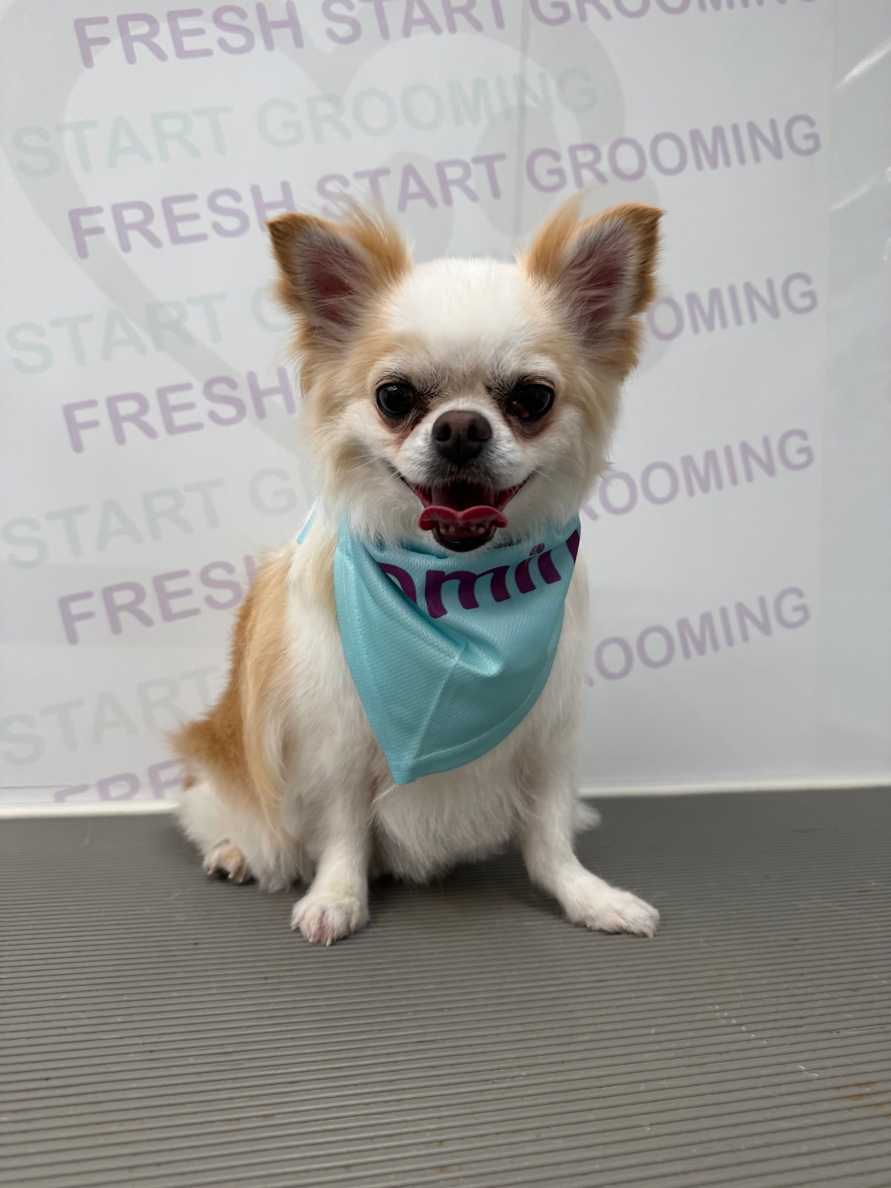 Long-haired chihuahua smiling in a teal bandana after a fresh groom
