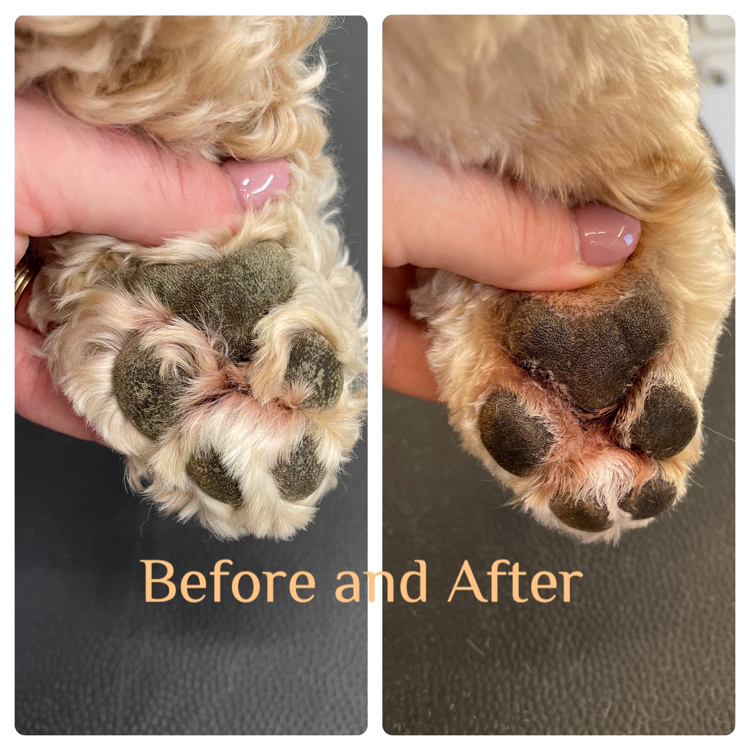 Paw soak before and after: an apricot doodle's rough pads cleaned and moisturized