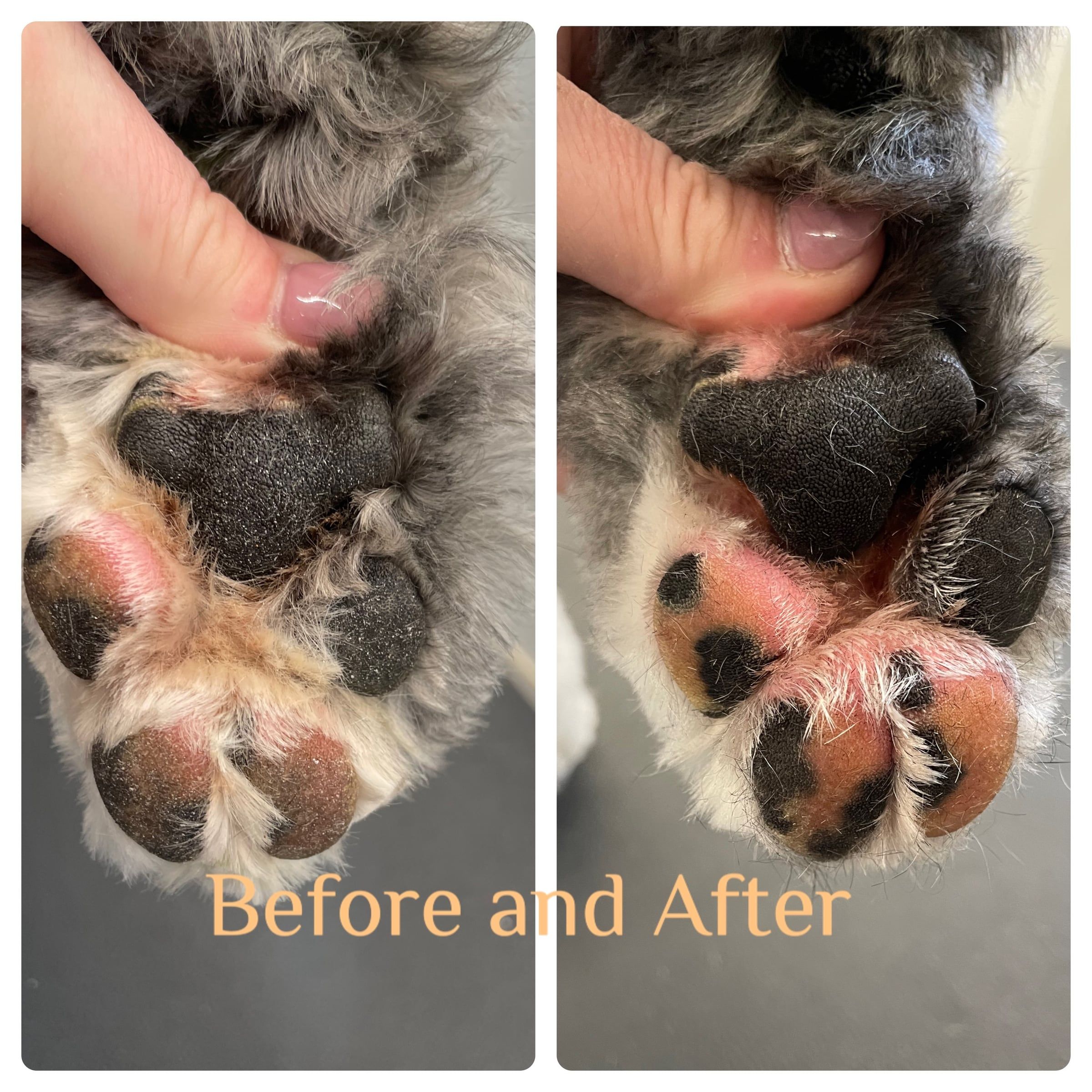 Paw soak before and after: a grey dog's cracked, flaky paw pads soothed smooth