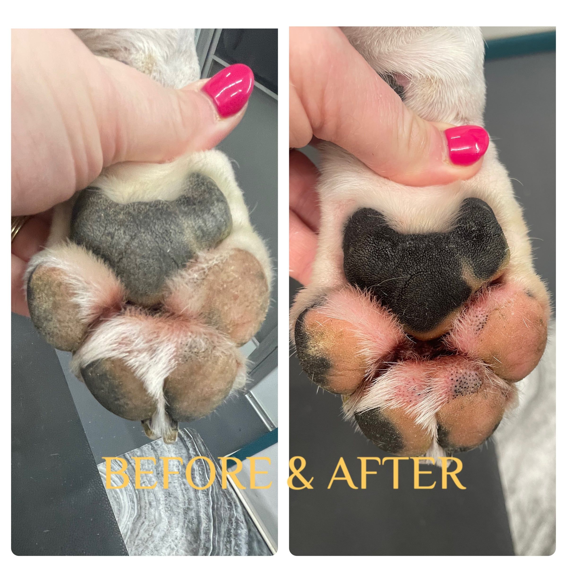Paw soak before and after: stained fur and rough pads washed clean and soft