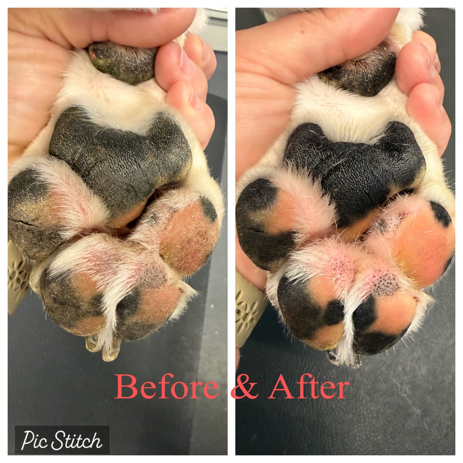 Paw soak before and after: irritated pads calmed, with clean white fur between the toes