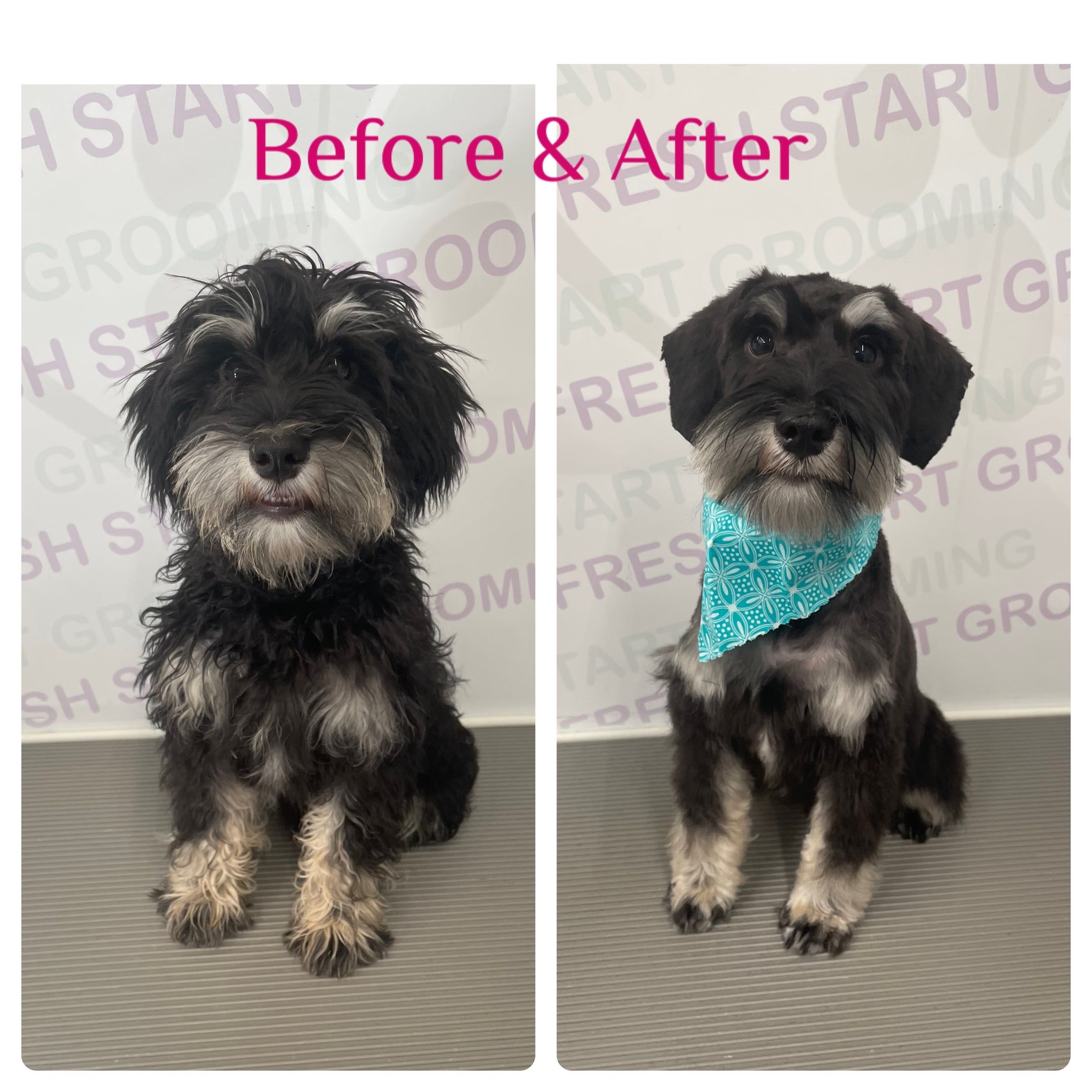 Before and after: a schnauzer mix trimmed into a classic schnauzer cut with a teal bandana