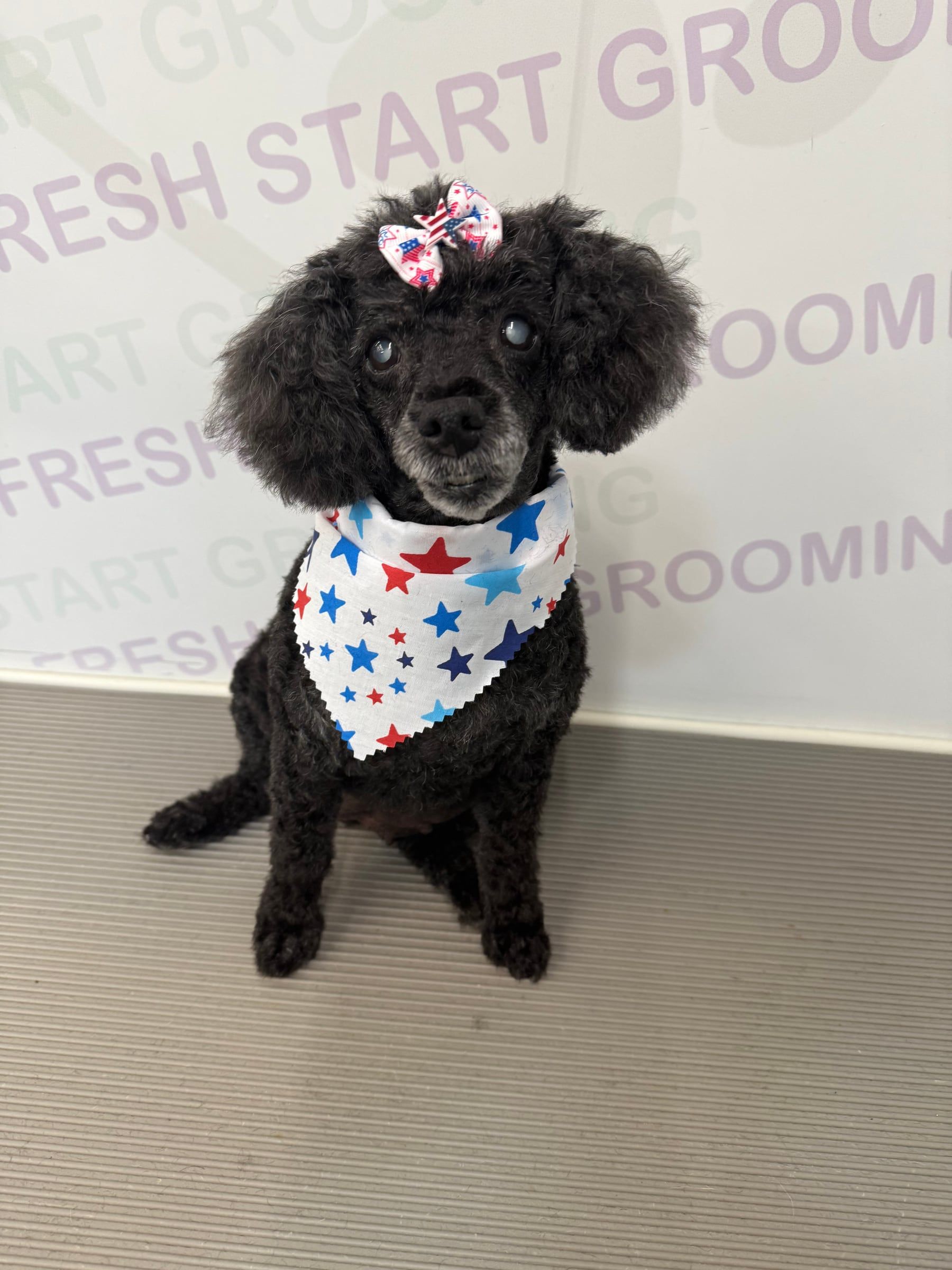 Senior toy poodle with a patriotic bow and star-print bandana