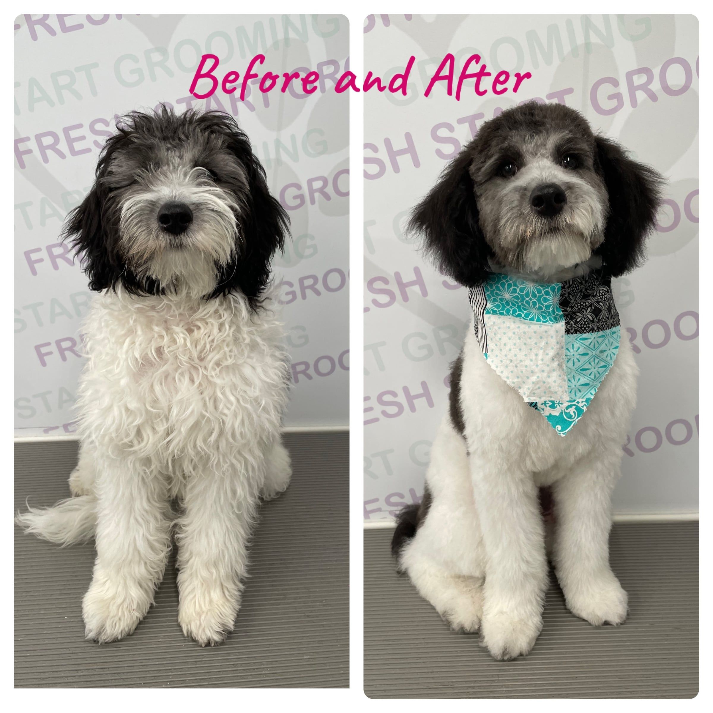 Before and after: a shaggy, matted sheepadoodle transformed into a neat trim with a teal bandana