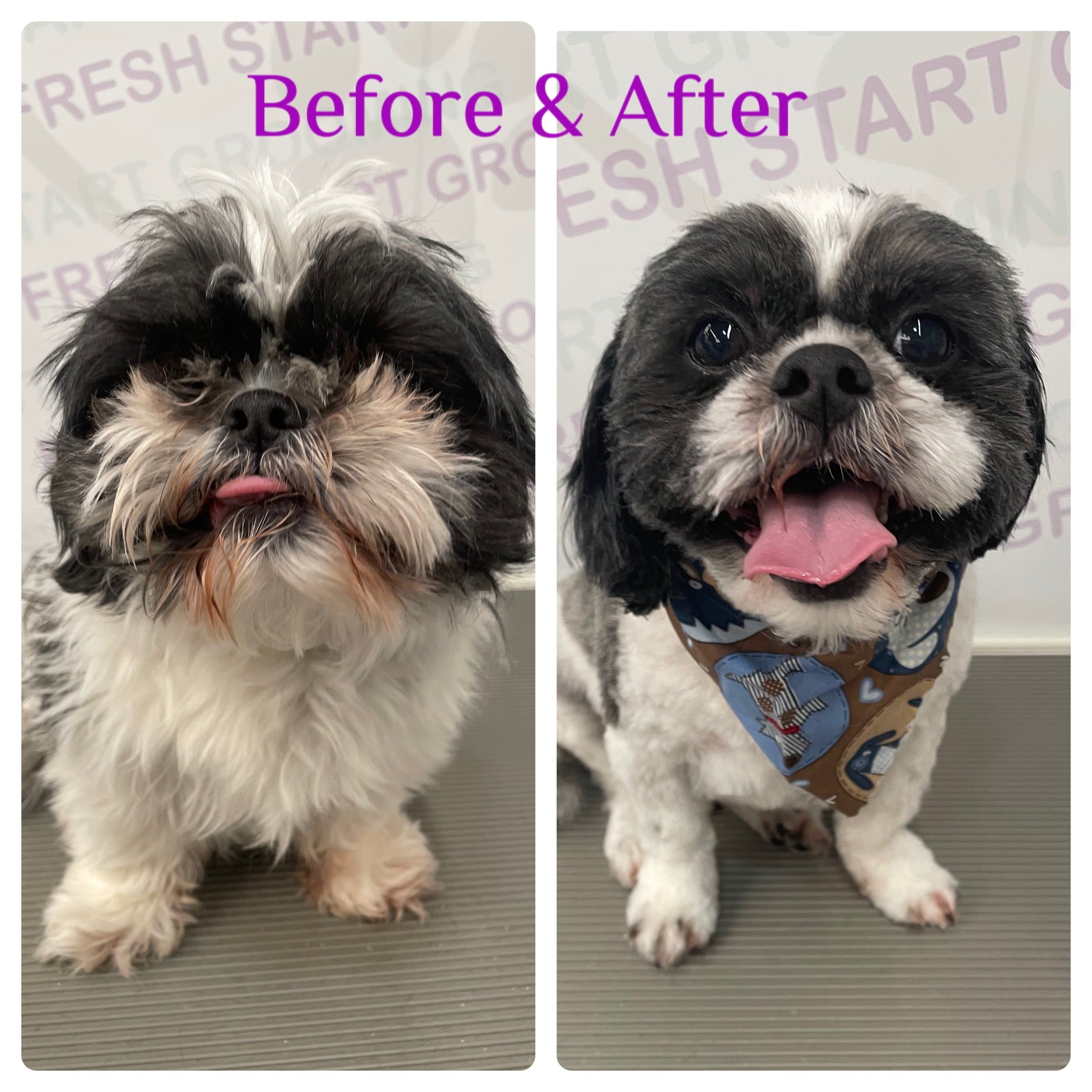 Before and after: a black and white Shih Tzu trimmed neat, all smiles in a blue bandana