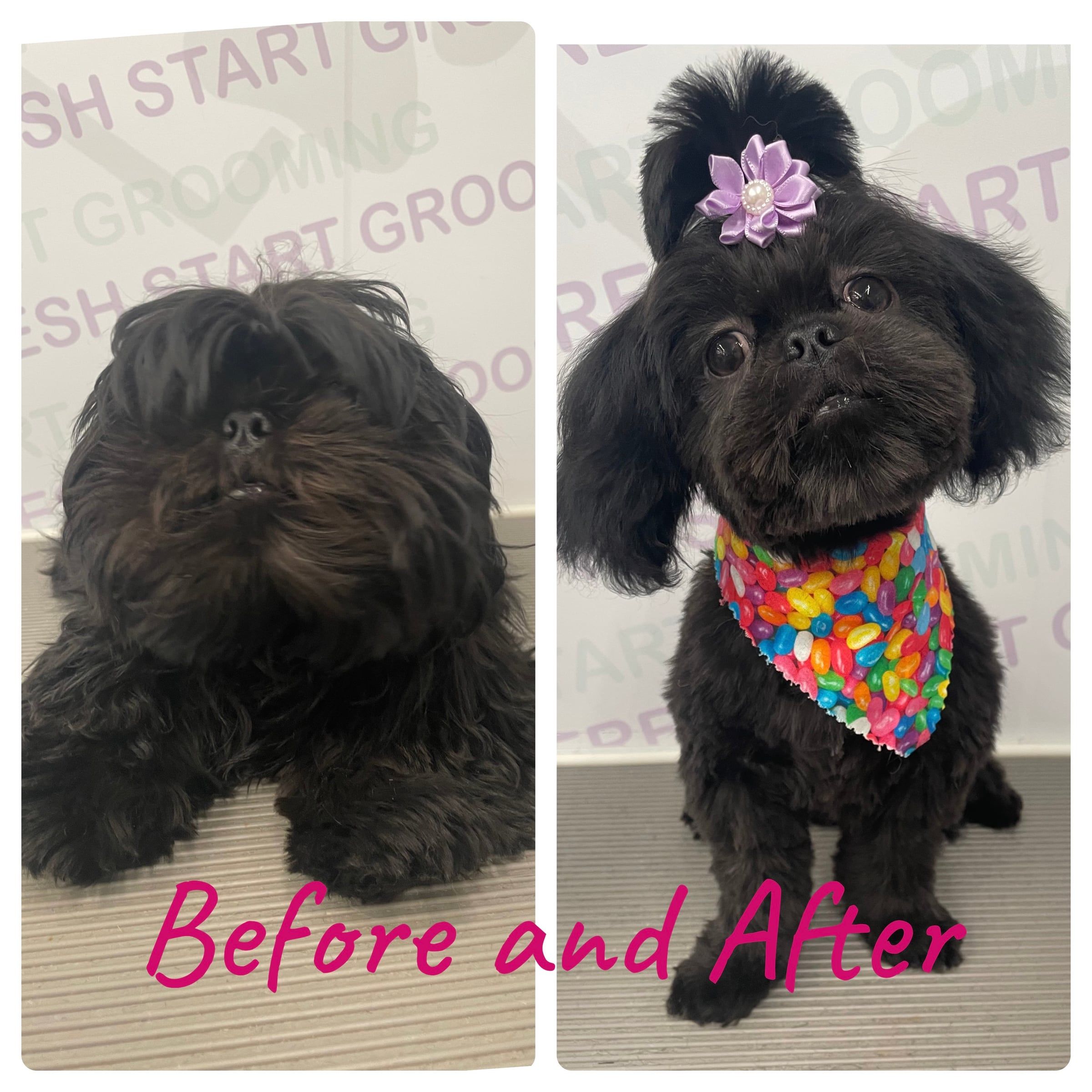 Before and after: a black Shih Tzu trimmed to show off bright eyes, finished with a purple flower bow
