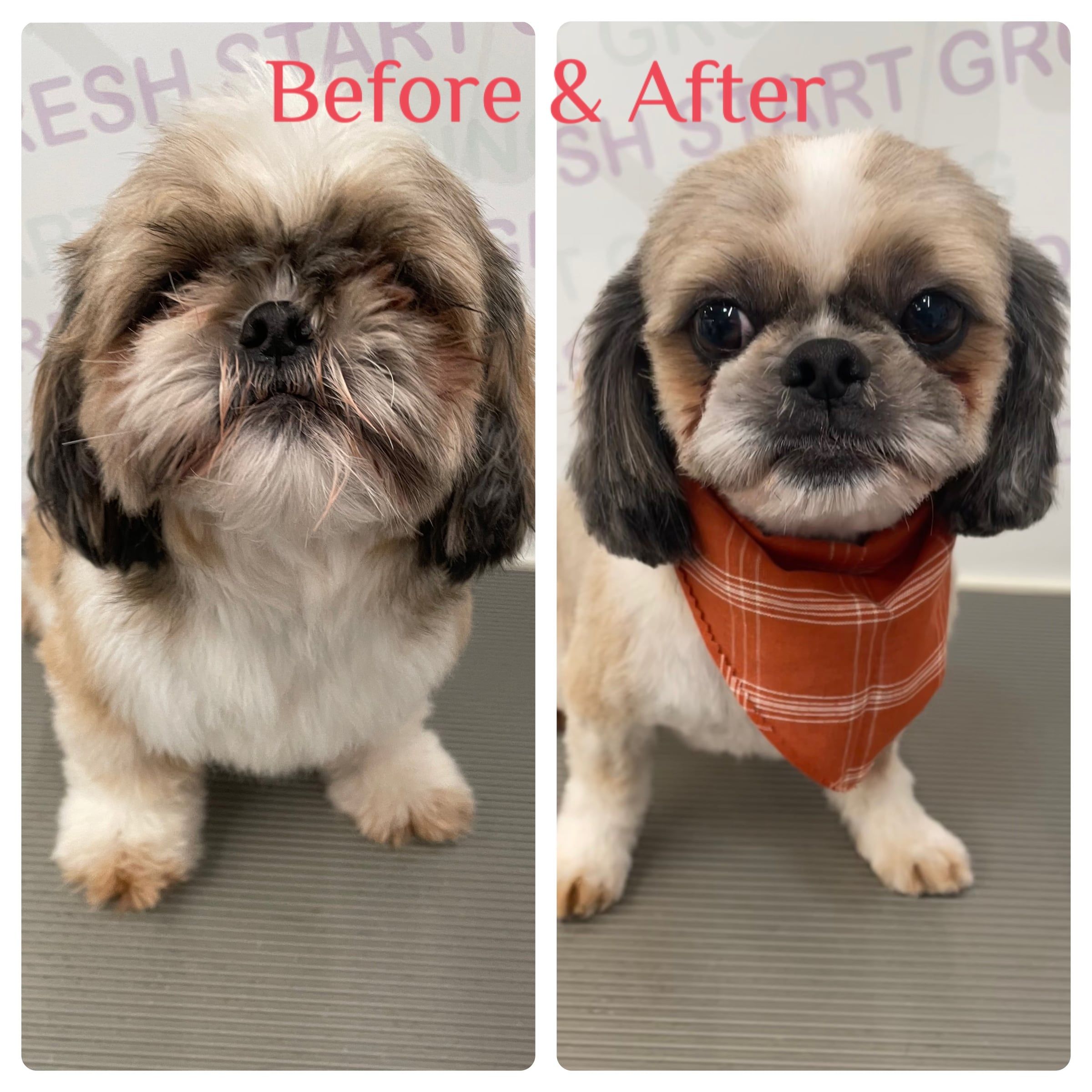Before and after: an apricot and white Shih Tzu neatened up with an orange plaid bandana