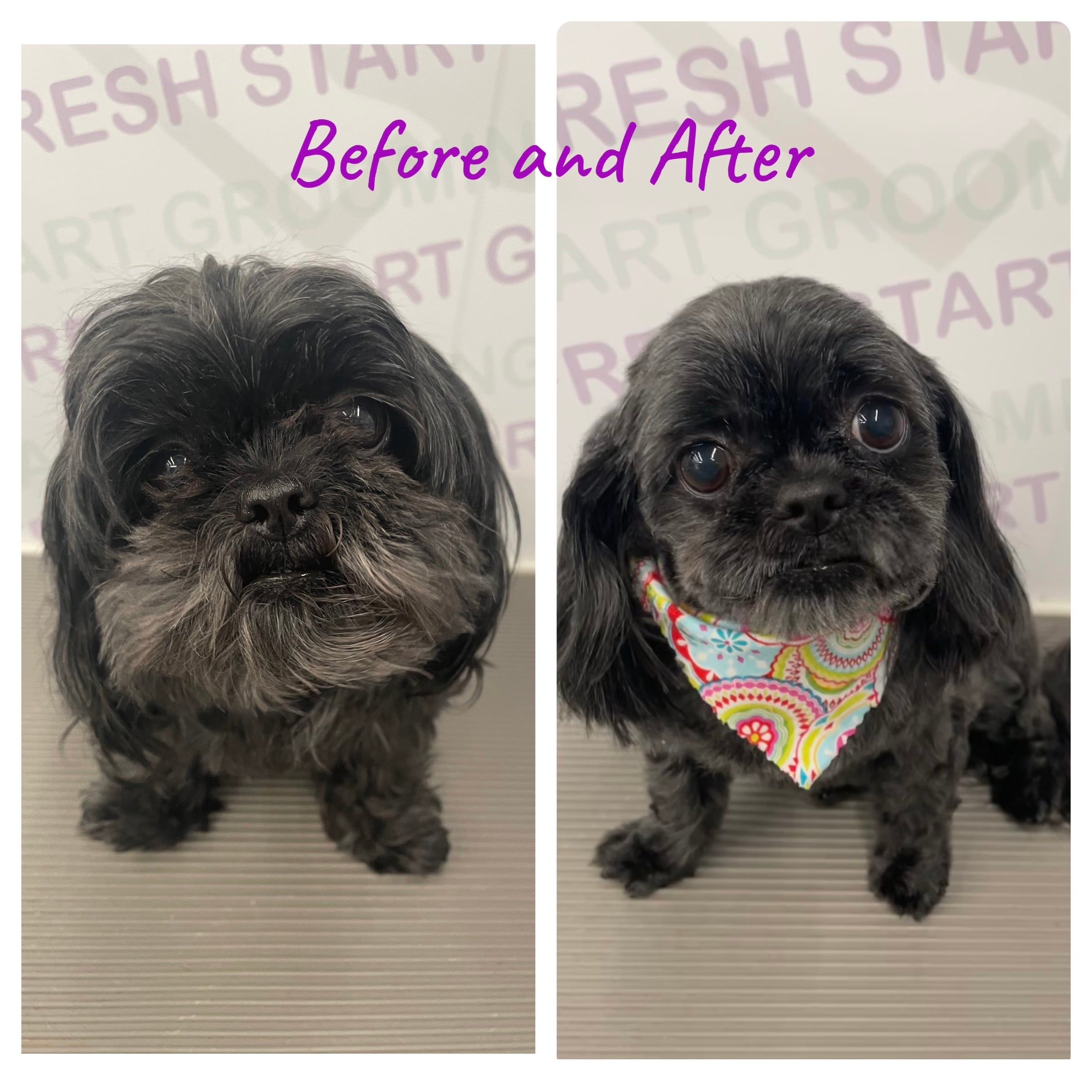 Before and after: a scruffy black Shih Tzu freshened into a round trim with a colorful paisley bandana