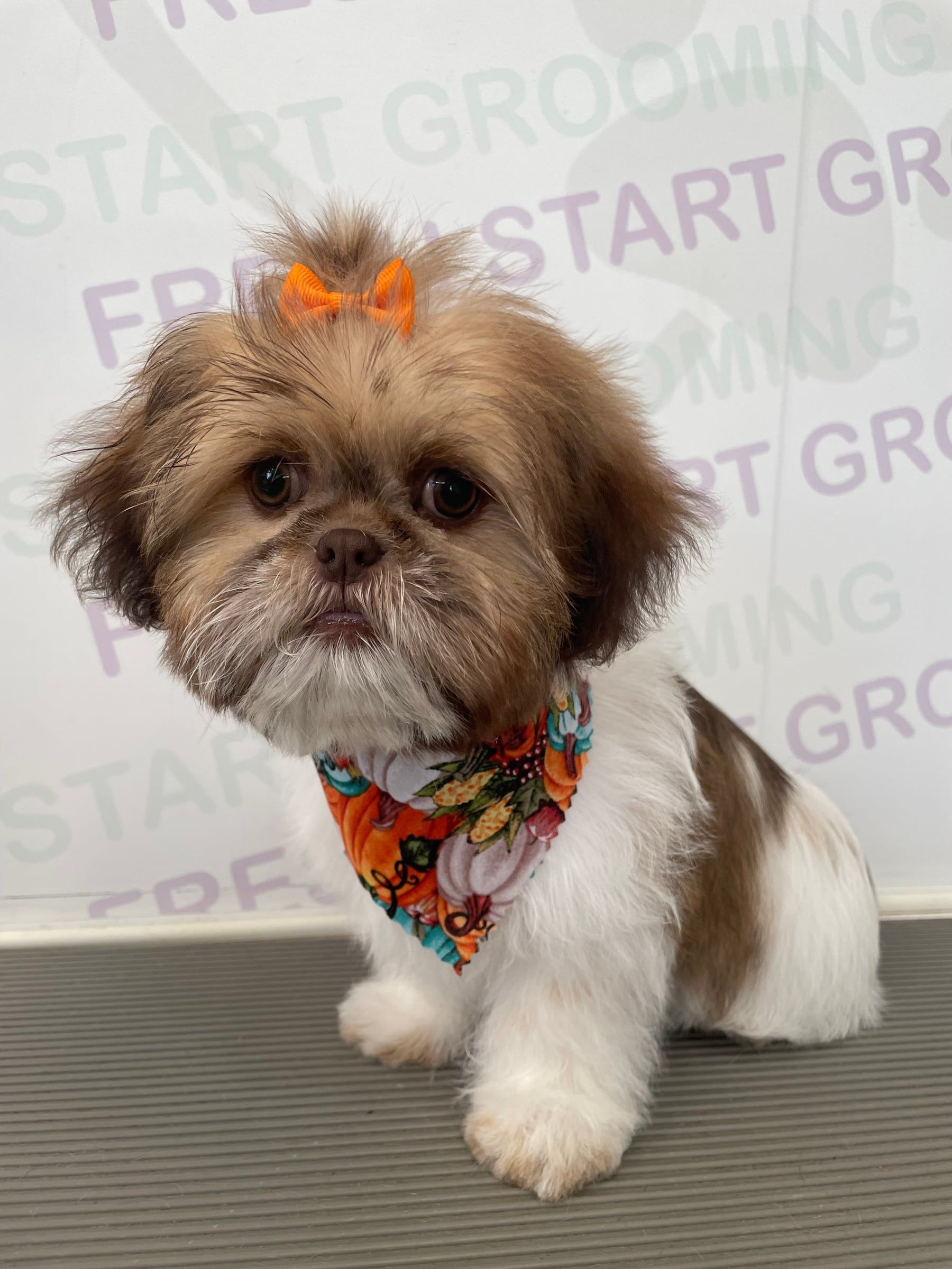 Freshly groomed Shih Tzu with an orange bow and pumpkin-print bandana