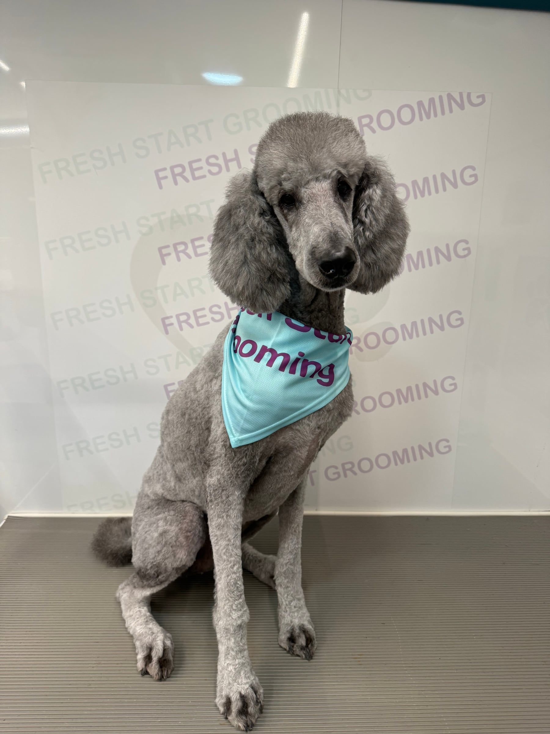 Silver standard poodle with a fluffy teddy-bear trim and a Fresh Start Grooming bandana
