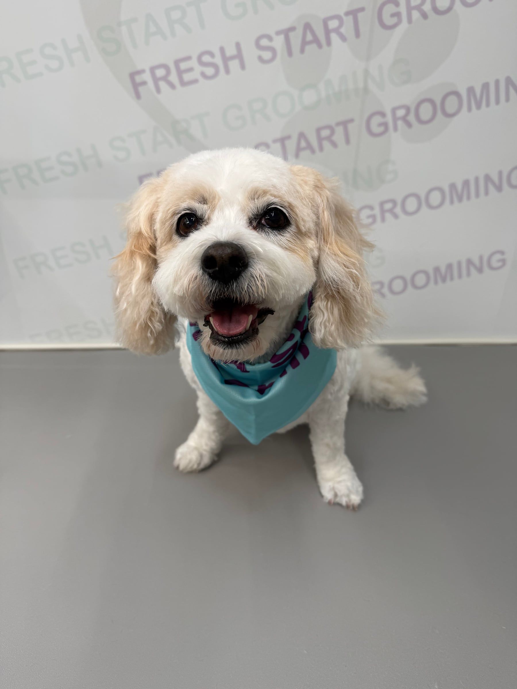White and apricot spaniel mix smiling big in a teal bandana