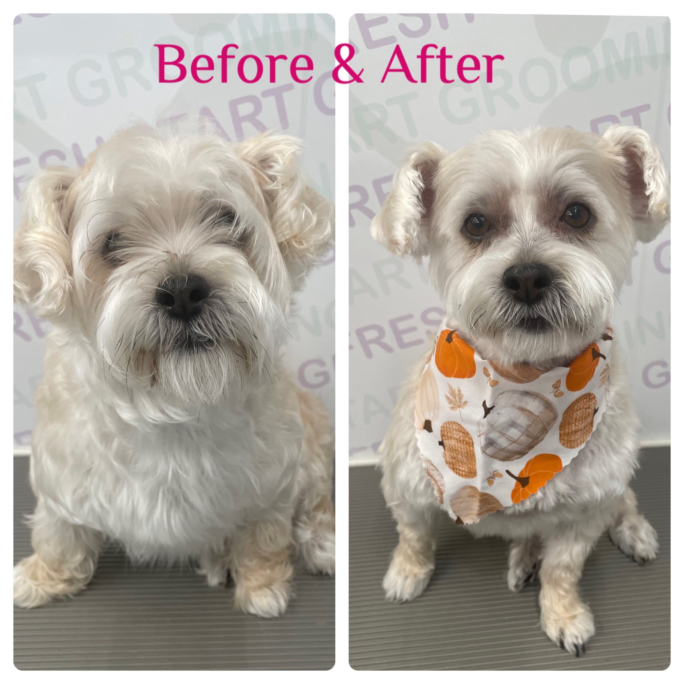 Before and after: a white terrier mix trimmed neat with an autumn pumpkin bandana