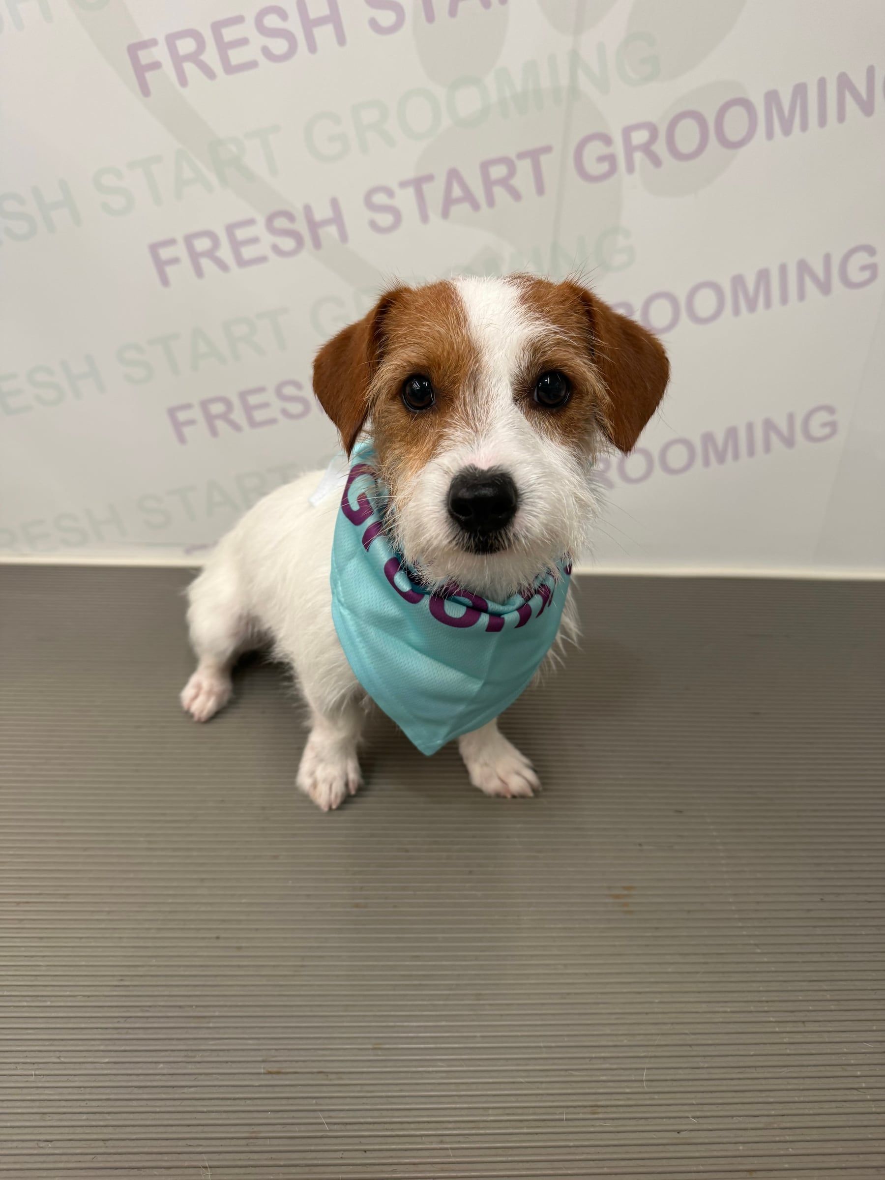 Wire-haired terrier mix sitting tall in a teal grooming bandana