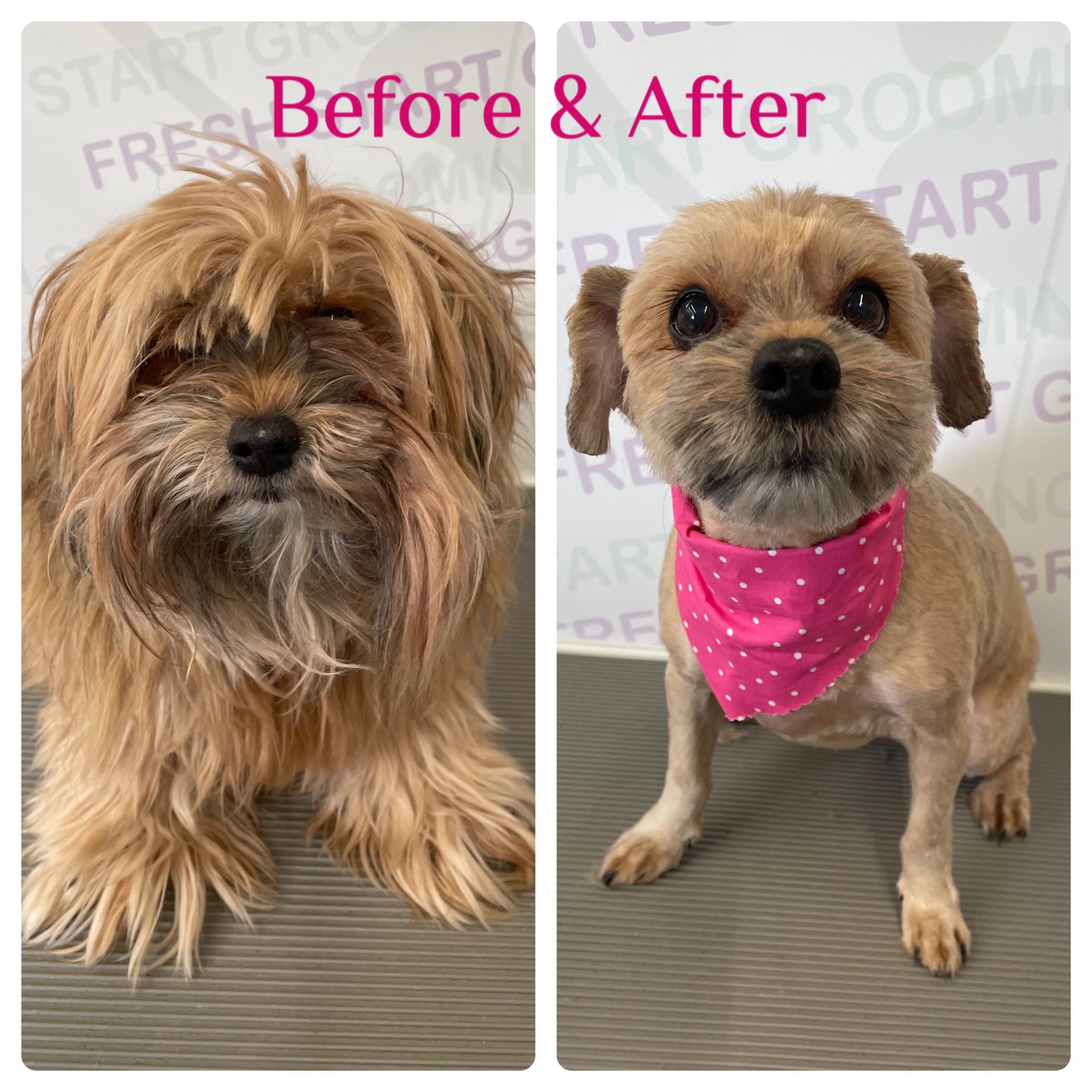Before and after: a Yorkie mix's overgrown coat trimmed short, with a pink polka-dot bandana