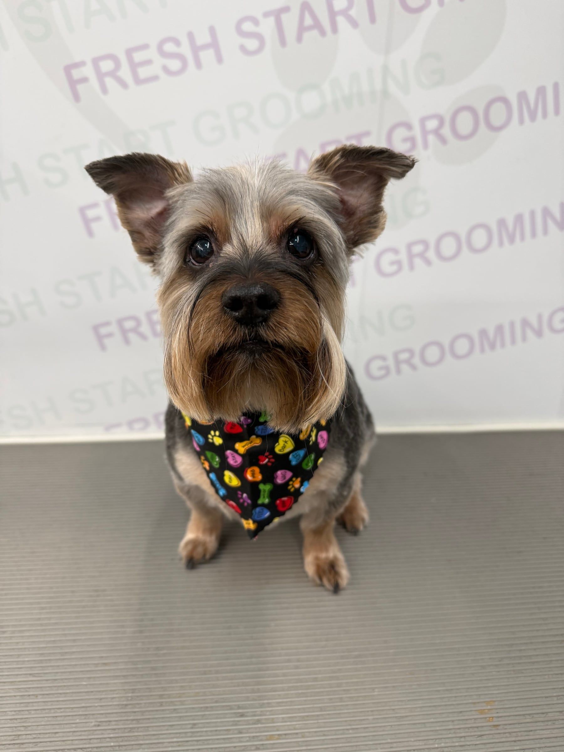 Yorkshire terrier with a tidy trim wearing a colorful paw-print bandana
